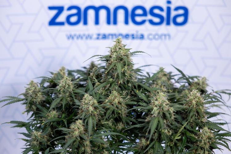 Critical Cheese Auto #2 - Zamnesia x B&B. Week 8 - Crtitical Cheese Automatic - Week 9 - No Techniques