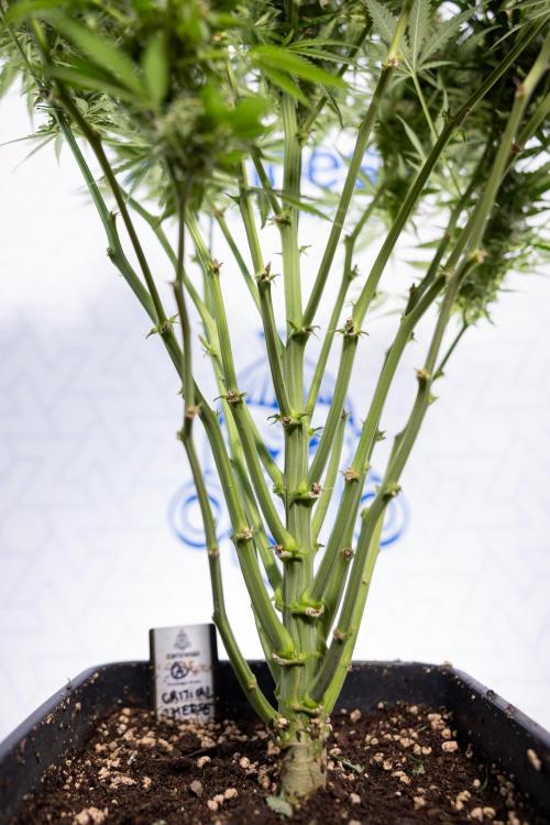 Critical Cheese Auto #2 - Zamnesia x B&B. Week 8 - Crtitical Cheese Automatic - Week 9 - No Techniques