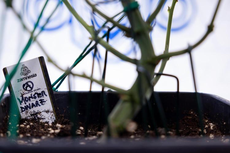 Monster Dwarf #2 Auto - Zamnesia x B&B. Week 8 - Monster Dwarf #2 - LST - Week 9