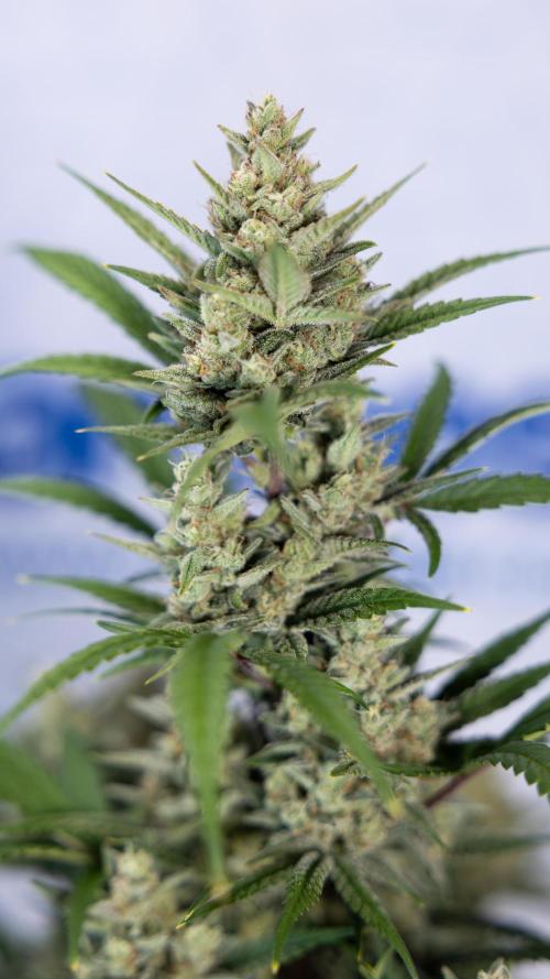 Monster Dwarf #2 Auto - Zamnesia x B&B. Week 8 - Monster Dwarf #2 - LST - Week 9