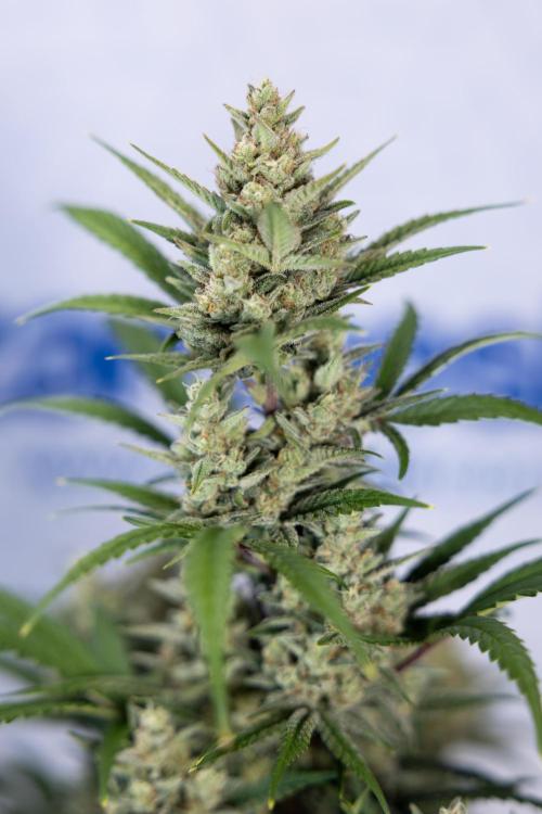 Monster Dwarf #2 Auto - Zamnesia x B&B. Week 8 - Monster Dwarf #2 - LST - Week 9