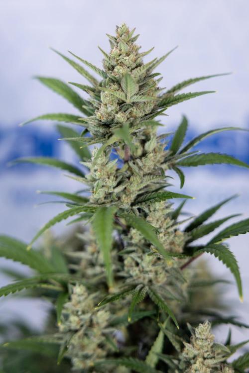 Monster Dwarf #2 Auto - Zamnesia x B&B. Week 8 - Monster Dwarf #2 - LST - Week 9