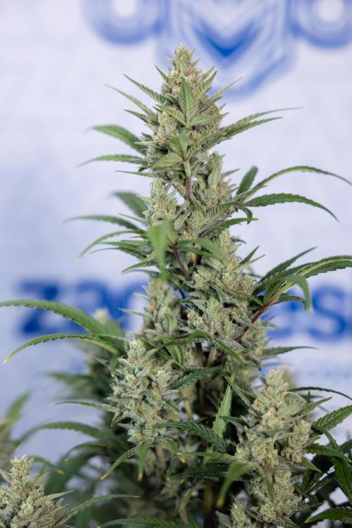 Monster Dwarf #2 Auto - Zamnesia x B&B. Week 8 - Monster Dwarf #2 - LST - Week 9