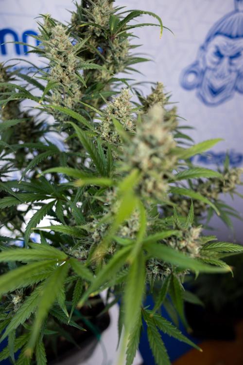 Monster Dwarf #2 Auto - Zamnesia x B&B. Week 8 - Monster Dwarf #2 - LST - Week 9