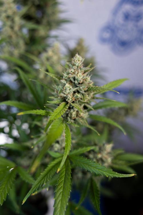 Monster Dwarf #2 Auto - Zamnesia x B&B. Week 8 - Monster Dwarf #2 - LST - Week 9