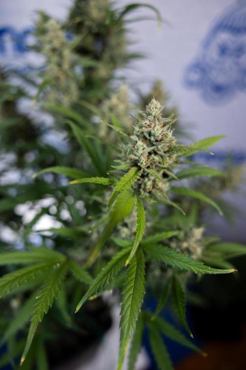 Monster Dwarf #2 Auto - Zamnesia x B&B. Week 8 - Monster Dwarf #2 - LST - Week 9