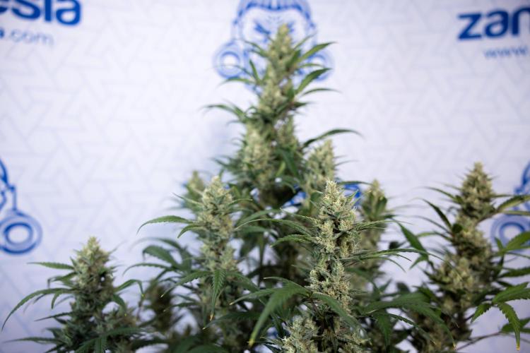 Monster Dwarf #2 Auto - Zamnesia x B&B. Week 8 - Monster Dwarf #2 - LST - Week 9