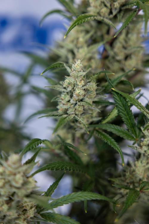 Monster Dwarf #2 Auto - Zamnesia x B&B. Week 8 - Monster Dwarf #2 - LST - Week 9