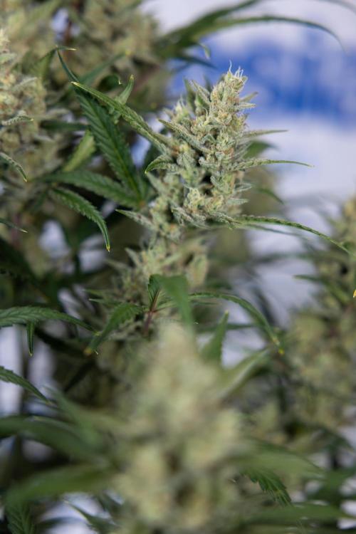 Monster Dwarf #2 Auto - Zamnesia x B&B. Week 8 - Monster Dwarf #2 - LST - Week 9