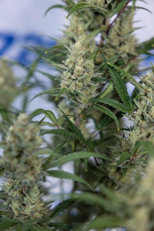 Monster Dwarf #2 Auto - Zamnesia x B&B. Week 8 - Monster Dwarf #2 - LST - Week 9