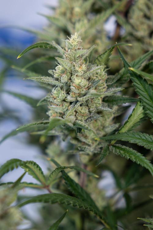 Monster Dwarf #2 Auto - Zamnesia x B&B. Week 8 - Monster Dwarf #2 - LST - Week 9