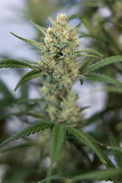 Monster Dwarf #2 Auto - Zamnesia x B&B. Week 8 - Monster Dwarf #2 - LST - Week 9