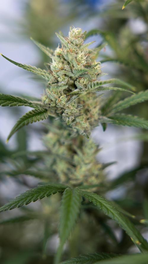 Monster Dwarf #2 Auto - Zamnesia x B&B. Week 8 - Monster Dwarf #2 - LST - Week 9