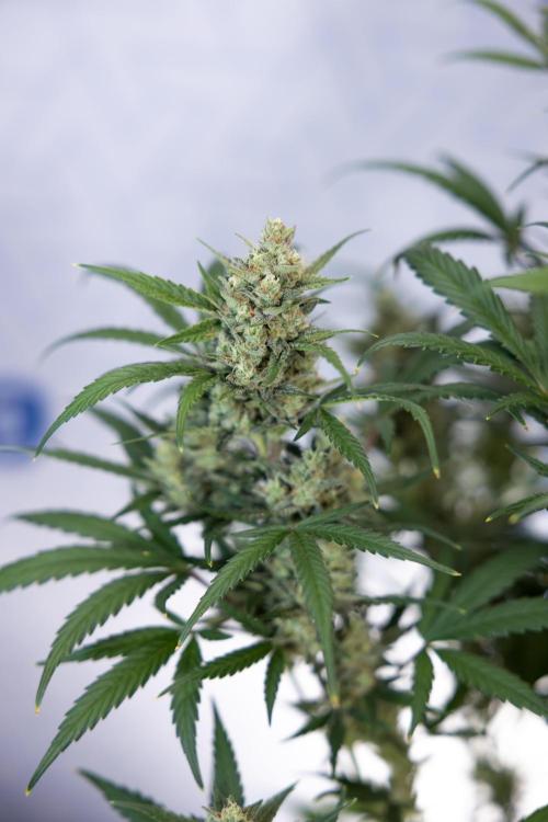 Monster Dwarf #2 Auto - Zamnesia x B&B. Week 8 - Monster Dwarf #2 - LST - Week 9