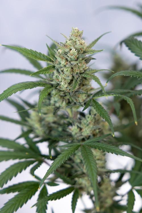 Monster Dwarf #2 Auto - Zamnesia x B&B. Week 8 - Monster Dwarf #2 - LST - Week 9