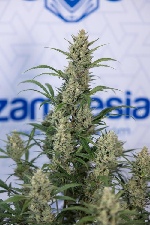 Monster Dwarf #2 Auto - Zamnesia x B&B. Week 8 - Monster Dwarf #2 - LST - Week 9