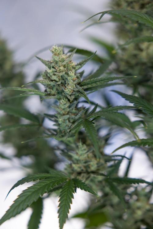 Monster Dwarf #2 Auto - Zamnesia x B&B. Week 8 - Monster Dwarf #2 - LST - Week 9