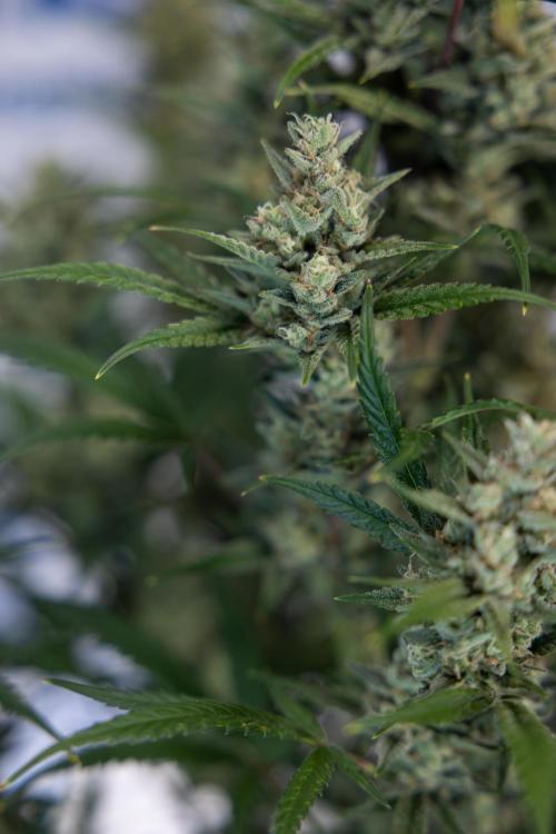 Monster Dwarf #2 Auto - Zamnesia x B&B. Week 8 - Monster Dwarf #2 - LST - Week 9