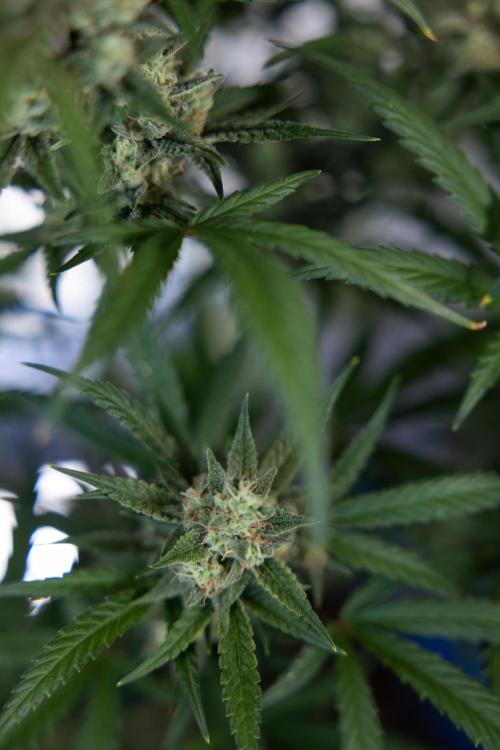 Monster Dwarf #2 Auto - Zamnesia x B&B. Week 8 - Monster Dwarf #2 - LST - Week 9