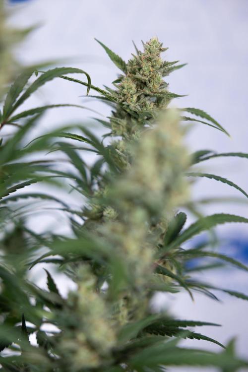 Monster Dwarf #2 Auto - Zamnesia x B&B. Week 8 - Monster Dwarf #2 - LST - Week 9