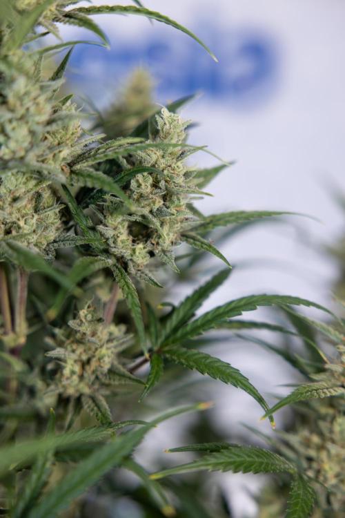 Monster Dwarf #2 Auto - Zamnesia x B&B. Week 8 - Monster Dwarf #2 - LST - Week 9