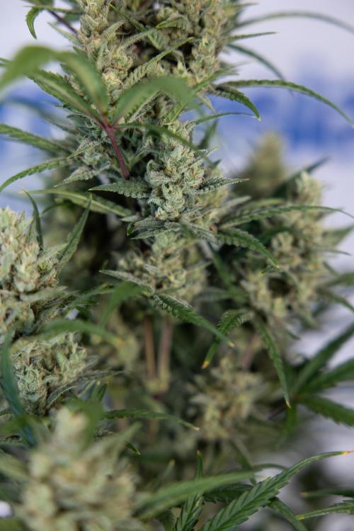 Monster Dwarf #2 Auto - Zamnesia x B&B. Week 8 - Monster Dwarf #2 - LST - Week 9