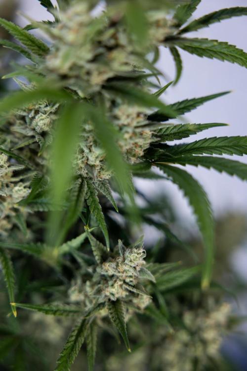 Monster Dwarf #1 Auto - Zamnesia x B&B. Week 8 - Monster Dwarf #1 - LST - Week 9