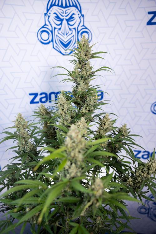 Monster Dwarf #1 Auto - Zamnesia x B&B. Week 8 - Monster Dwarf #1 - LST - Week 9