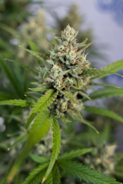 Monster Dwarf #1 Auto - Zamnesia x B&B. Week 8 - Monster Dwarf #1 - LST - Week 9