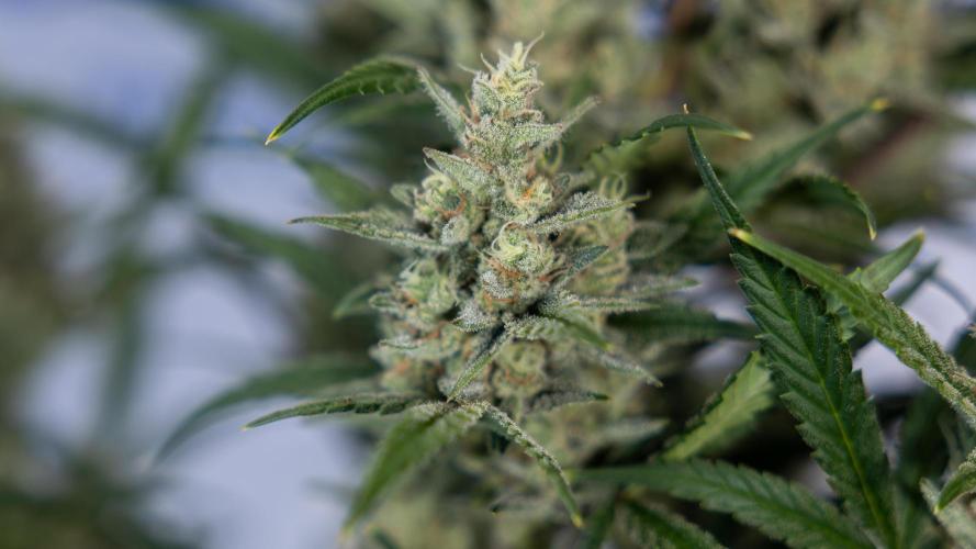 Monster Dwarf #1 Auto - Zamnesia x B&B. Week 8 - Monster Dwarf #1 - LST - Week 9