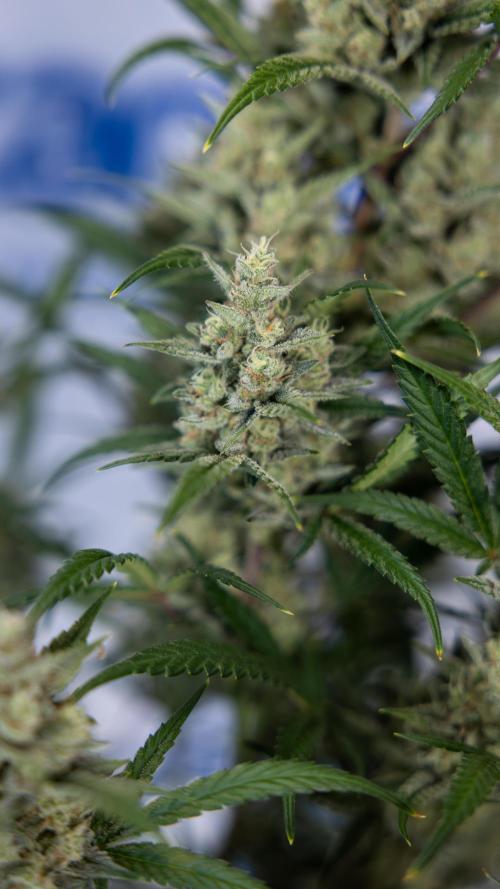 Monster Dwarf #1 Auto - Zamnesia x B&B. Week 8 - Monster Dwarf #1 - LST - Week 9