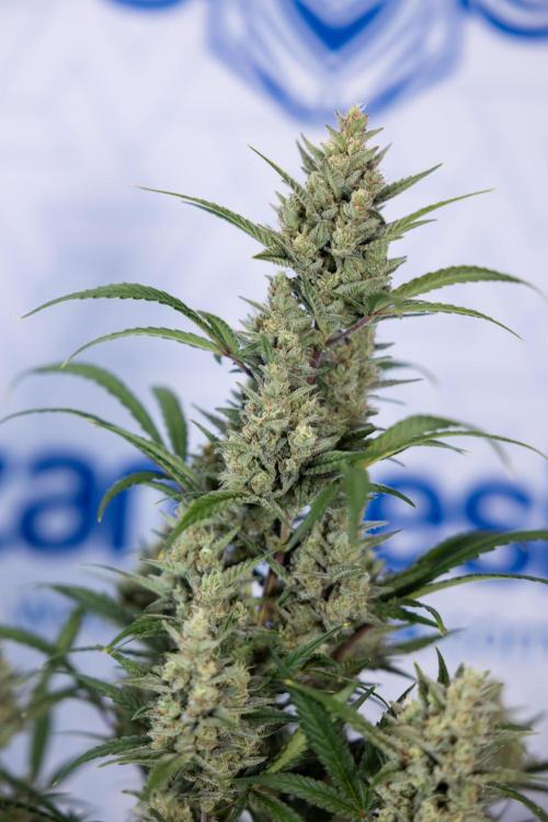 Monster Dwarf #1 Auto - Zamnesia x B&B. Week 8 - Monster Dwarf #1 - LST - Week 9