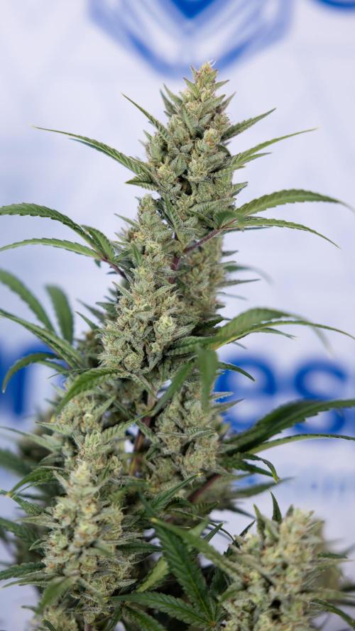 Monster Dwarf #1 Auto - Zamnesia x B&B. Week 8 - Monster Dwarf #1 - LST - Week 9