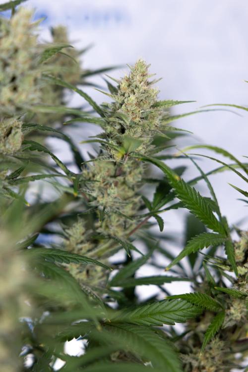 Monster Dwarf #1 Auto - Zamnesia x B&B. Week 8 - Monster Dwarf #1 - LST - Week 9