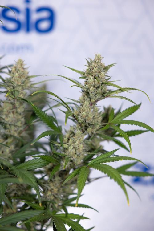 Monster Dwarf #1 Auto - Zamnesia x B&B. Week 8 - Monster Dwarf #1 - LST - Week 9