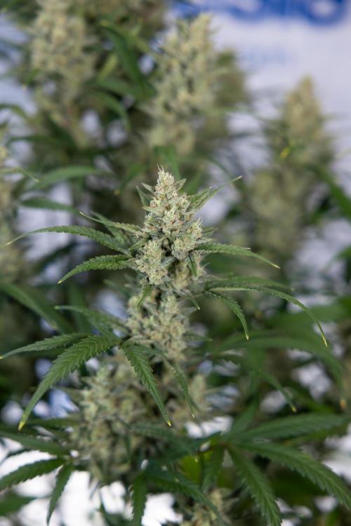 Monster Dwarf #1 Auto - Zamnesia x B&B. Week 8 - Monster Dwarf #1 - LST - Week 9