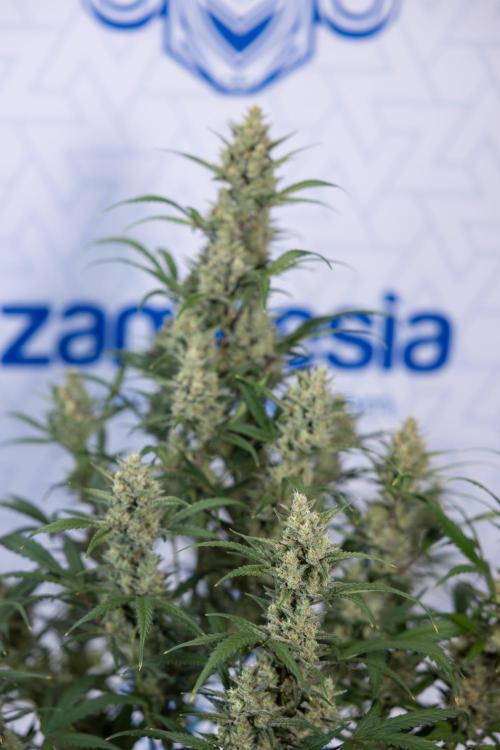 Monster Dwarf #1 Auto - Zamnesia x B&B. Week 8 - Monster Dwarf #1 - LST - Week 9