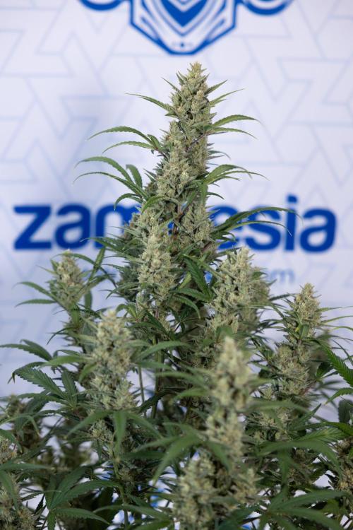 Monster Dwarf #1 Auto - Zamnesia x B&B. Week 8 - Monster Dwarf #1 - LST - Week 9