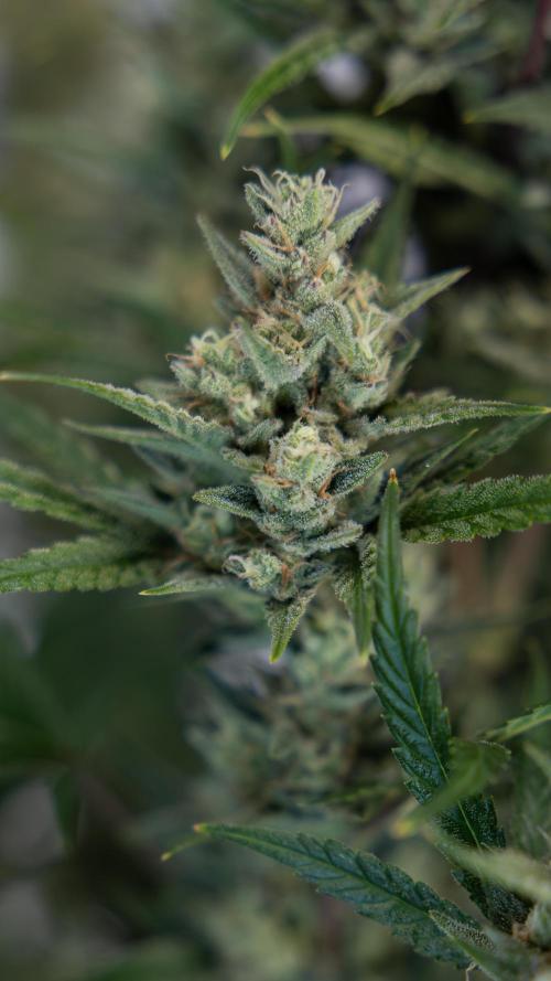 Monster Dwarf #1 Auto - Zamnesia x B&B. Week 8 - Monster Dwarf #1 - LST - Week 9