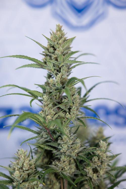 Monster Dwarf #1 Auto - Zamnesia x B&B. Week 8 - Monster Dwarf #1 - LST - Week 9