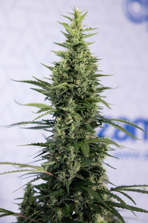 Karen Kush Auto #1 - Zamnesia x B&B. Week 7 - Karen Kush Automatic - Week 8