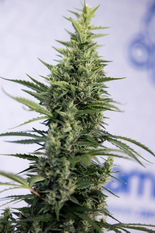 Karen Kush Auto #1 - Zamnesia x B&B. Week 7 - Karen Kush Automatic - Week 8