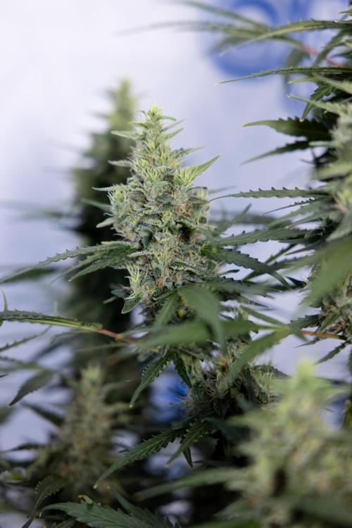 Karen Kush Auto #1 - Zamnesia x B&B. Week 7 - Karen Kush Automatic - Week 8