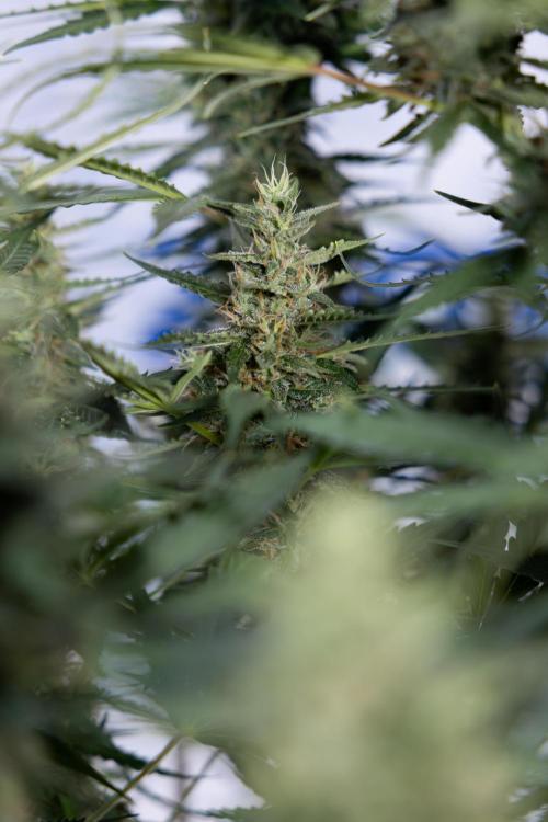 Karen Kush Auto #1 - Zamnesia x B&B. Week 7 - Karen Kush Automatic - Week 8