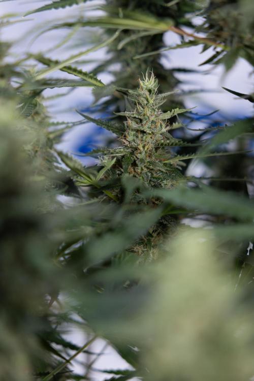 Karen Kush Auto #1 - Zamnesia x B&B. Week 7 - Karen Kush Automatic - Week 8