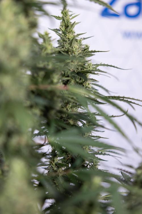 Karen Kush Auto #1 - Zamnesia x B&B. Week 7 - Karen Kush Automatic - Week 8