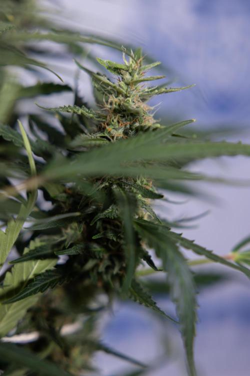 Karen Kush Auto #1 - Zamnesia x B&B. Week 7 - Karen Kush Automatic - Week 8