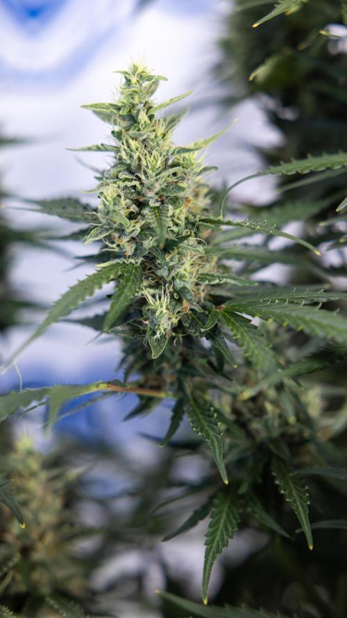 Karen Kush Auto #1 - Zamnesia x B&B. Week 7 - Karen Kush Automatic - Week 8