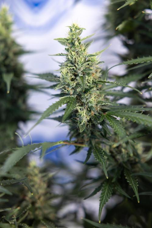 Karen Kush Auto #1 - Zamnesia x B&B. Week 7 - Karen Kush Automatic - Week 8