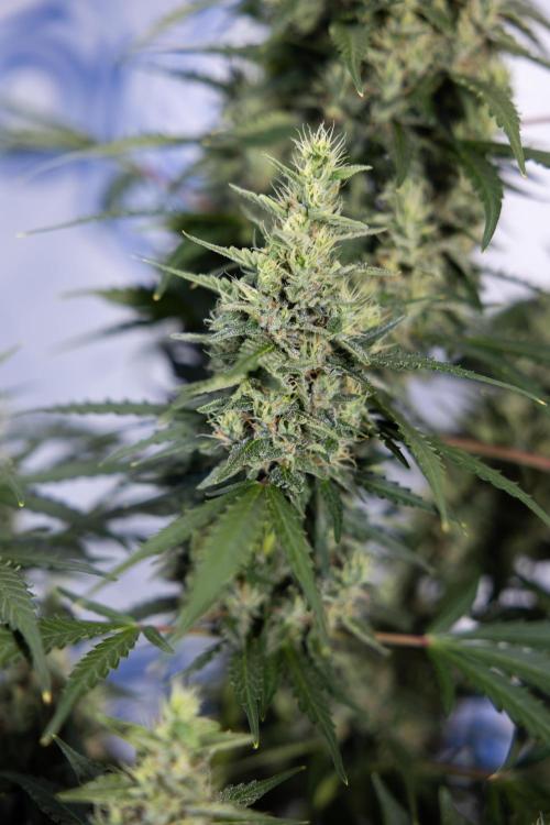 Karen Kush Auto #1 - Zamnesia x B&B. Week 7 - Karen Kush Automatic - Week 8